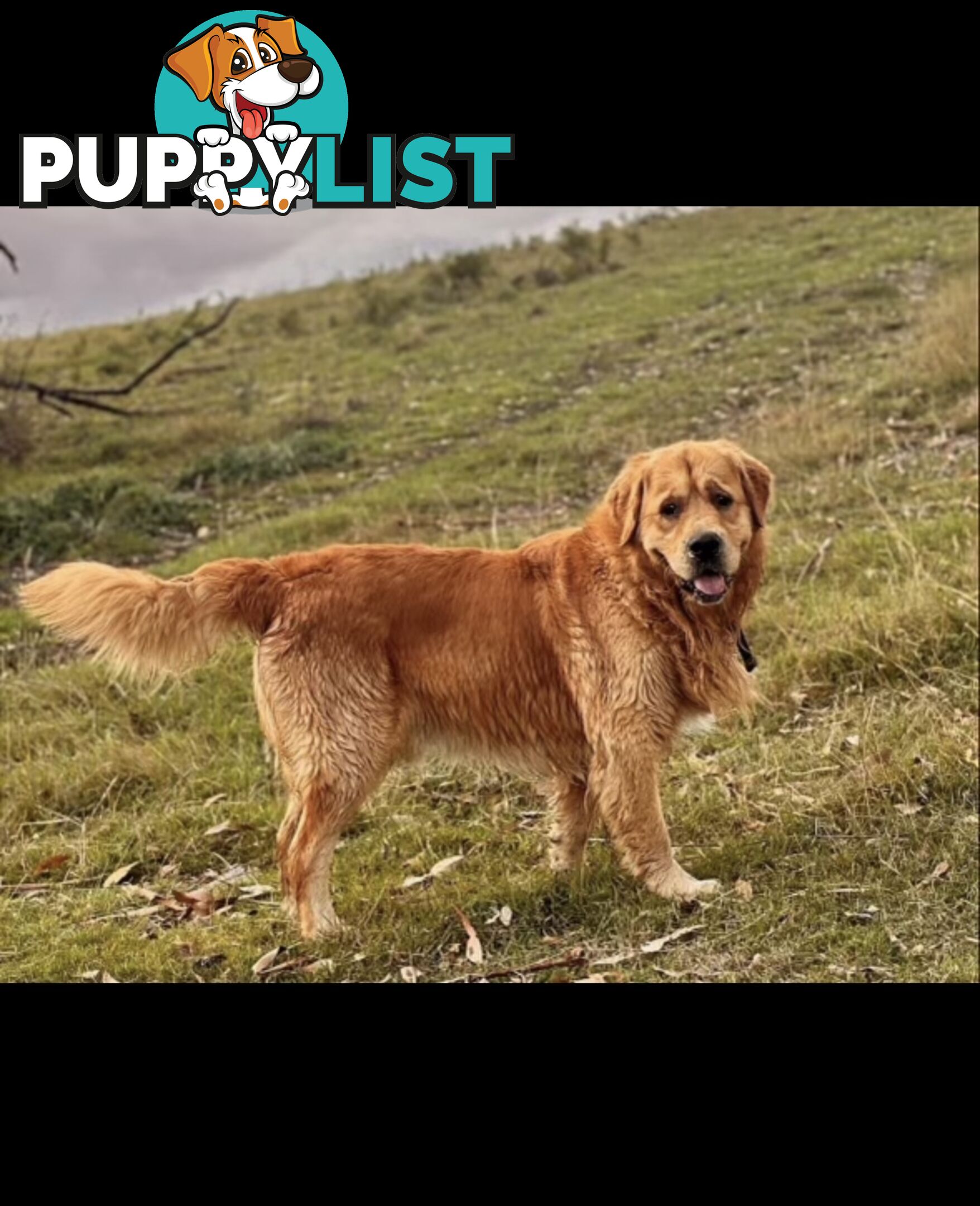 Pedigree papers on Mains Golden Retrievers