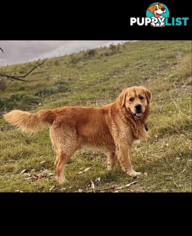 Pedigree papers on Mains Golden Retrievers