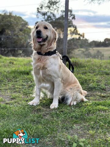 Pedigree papers on Mains Golden Retrievers