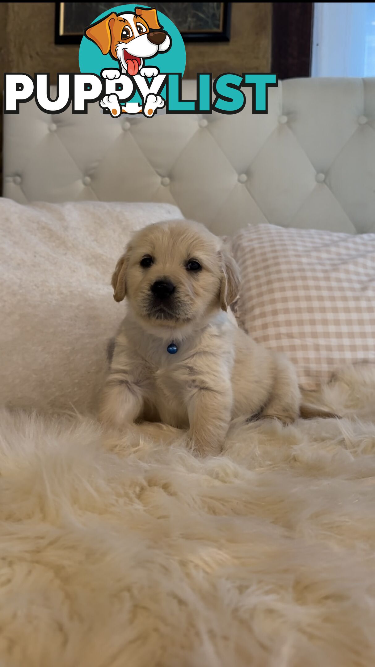 Pedigree papers on Mains Golden Retrievers