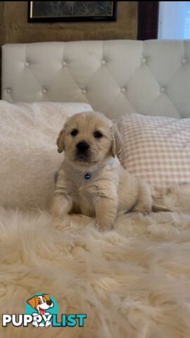 Pedigree papers on Mains Golden Retrievers