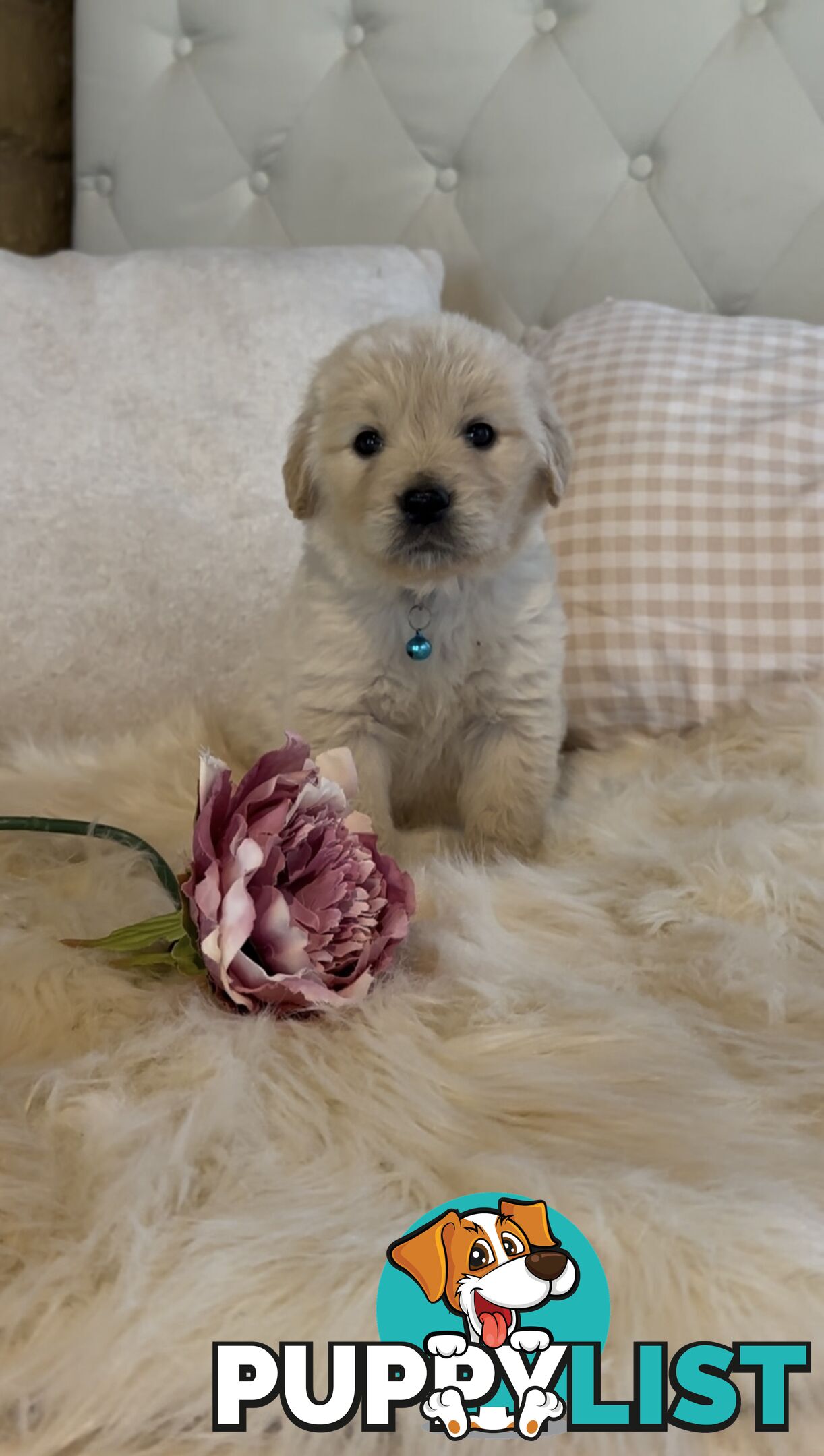 Pedigree papers on Mains Golden Retrievers