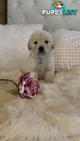 Pedigree papers on Mains Golden Retrievers