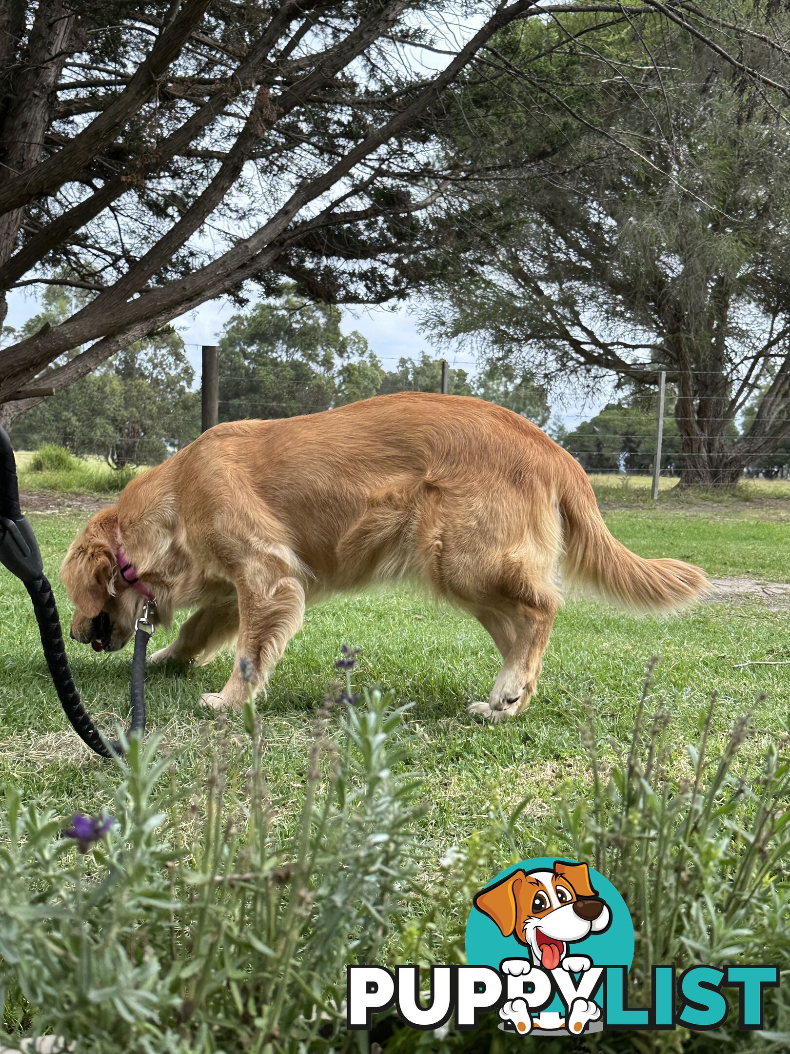 Pedigree papers on Mains Golden Retrievers