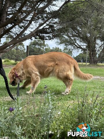 Pedigree papers on Mains Golden Retrievers