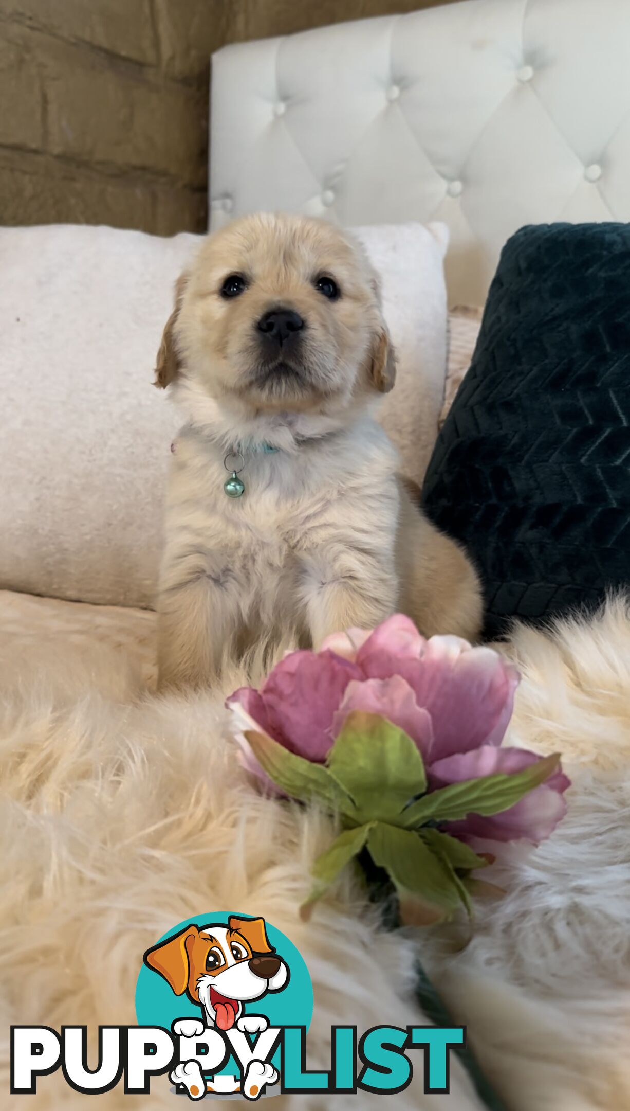 Pedigree papers on Mains Golden Retrievers