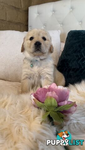 Pedigree papered Golden Retrievers