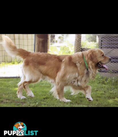 Pedigree papers on Mains Golden Retrievers