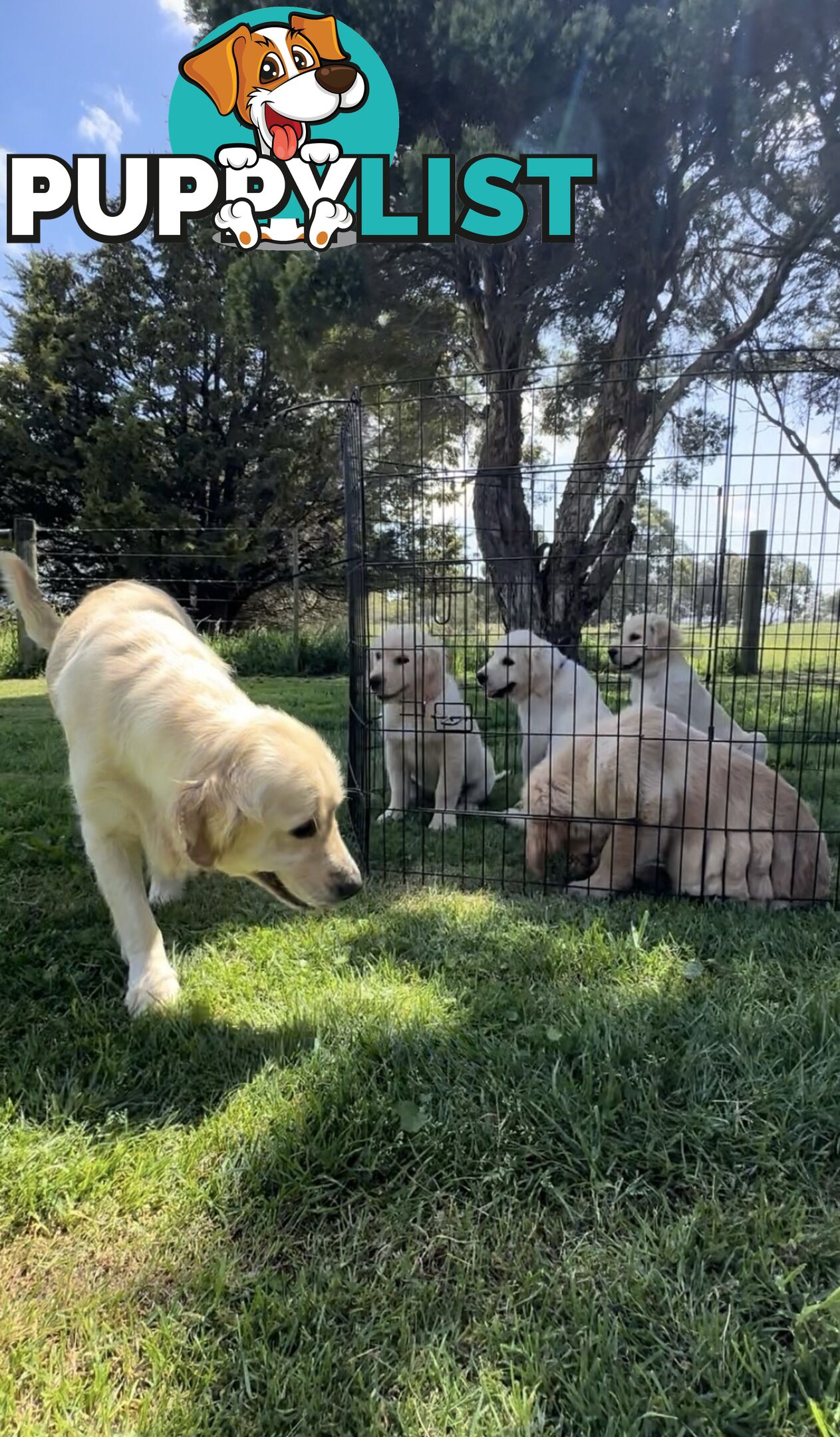 Pedigree papered Golden Retriever Puppies