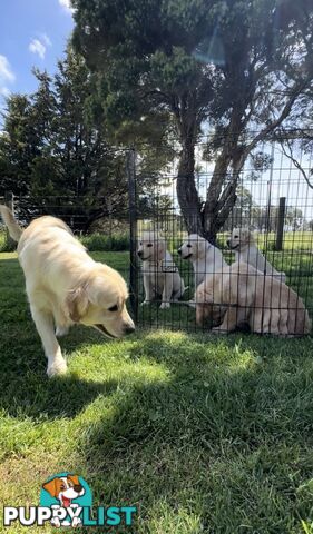 Pedigree papered Golden Retriever Puppies