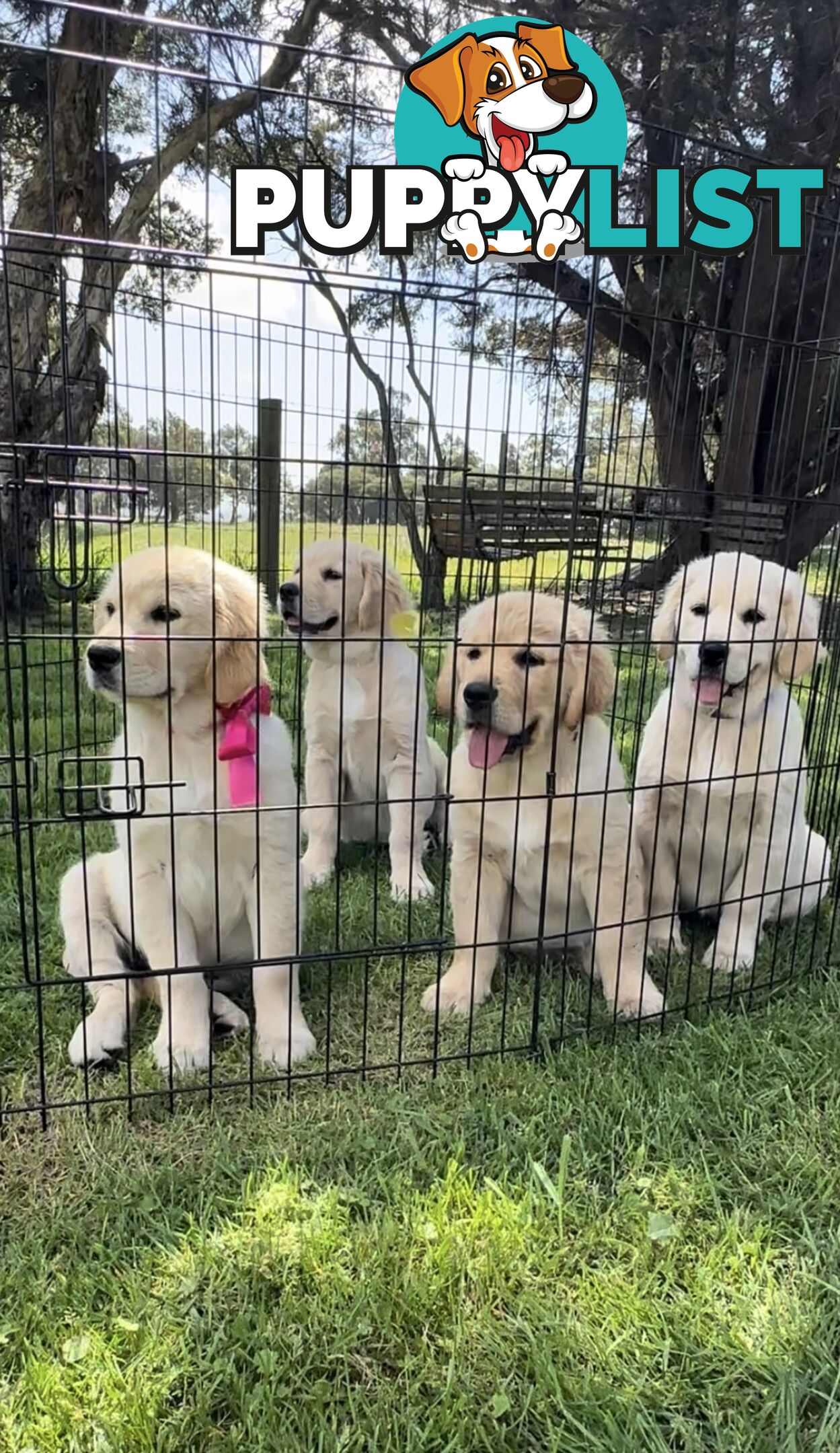 Pedigree papered Golden Retriever Puppies