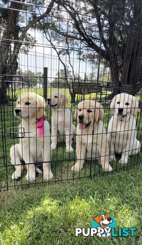 Pedigree papered Golden Retriever Puppies