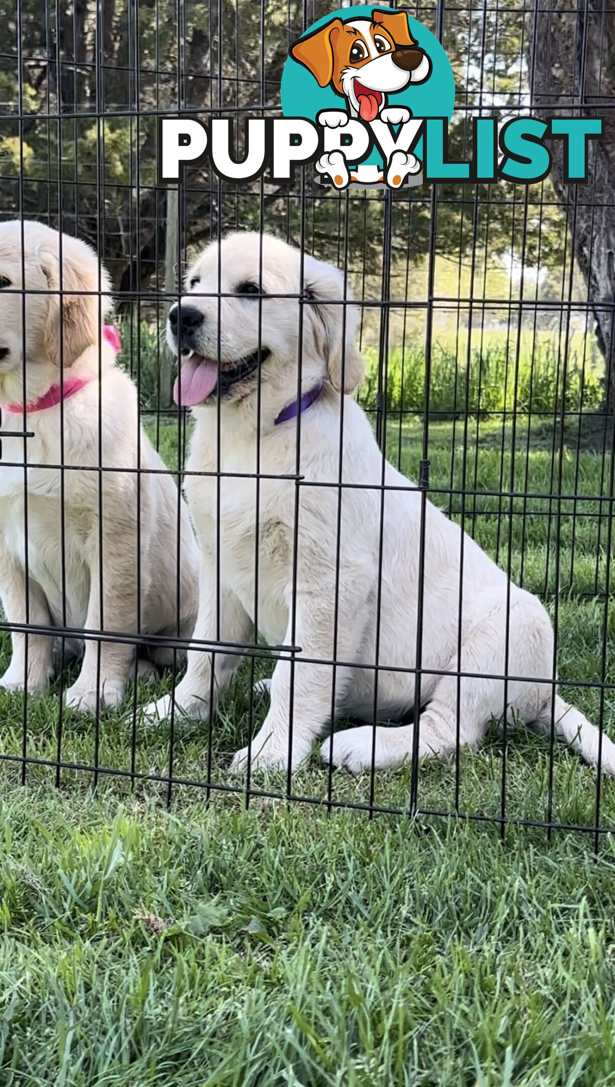 Pedigree papered Golden Retriever Puppies