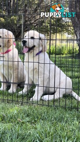 Pedigree papered Golden Retriever Puppies