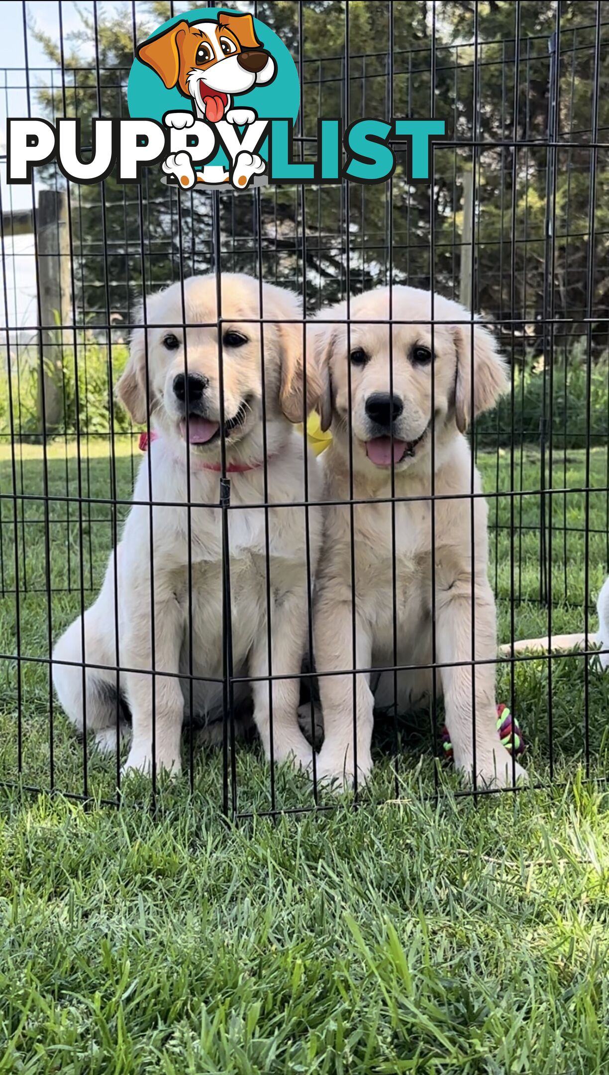 Pedigree papered Golden Retriever Puppies