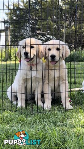 Pedigree papered Golden Retriever Puppies