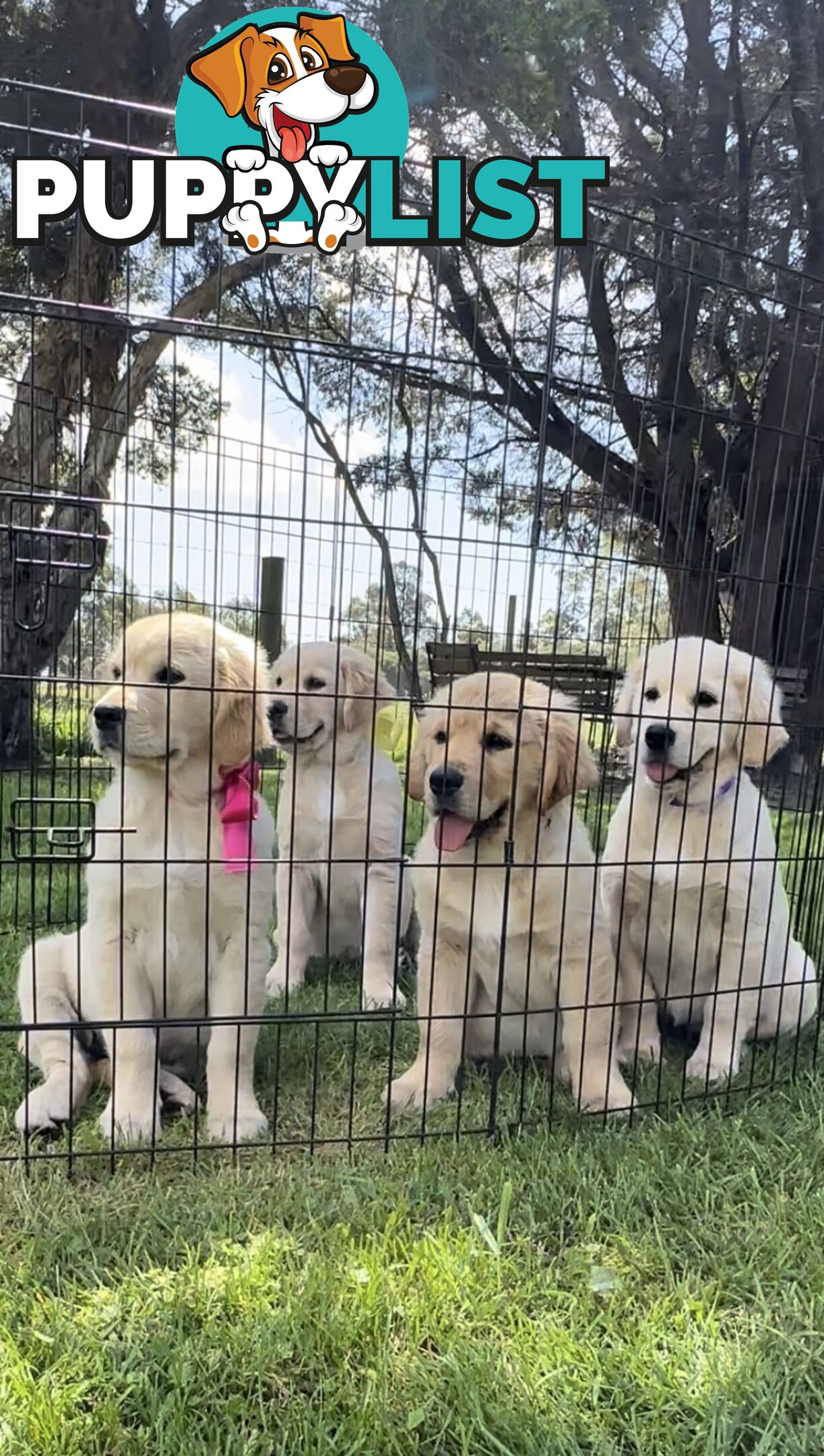 Pedigree papered Golden Retriever Puppies