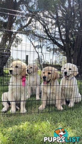 Pedigree papered Golden Retriever Puppies