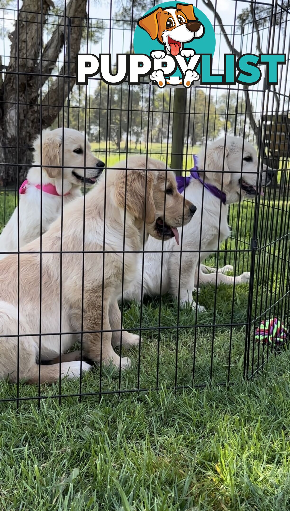 Pedigree papered Golden Retriever Puppies