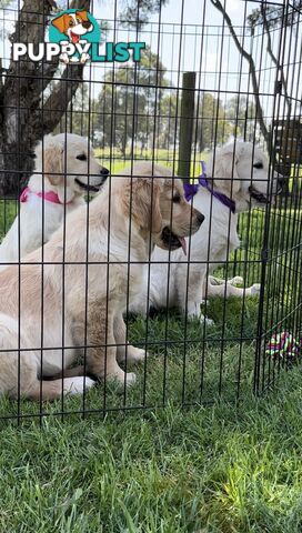 Pedigree papered Golden Retriever Puppies