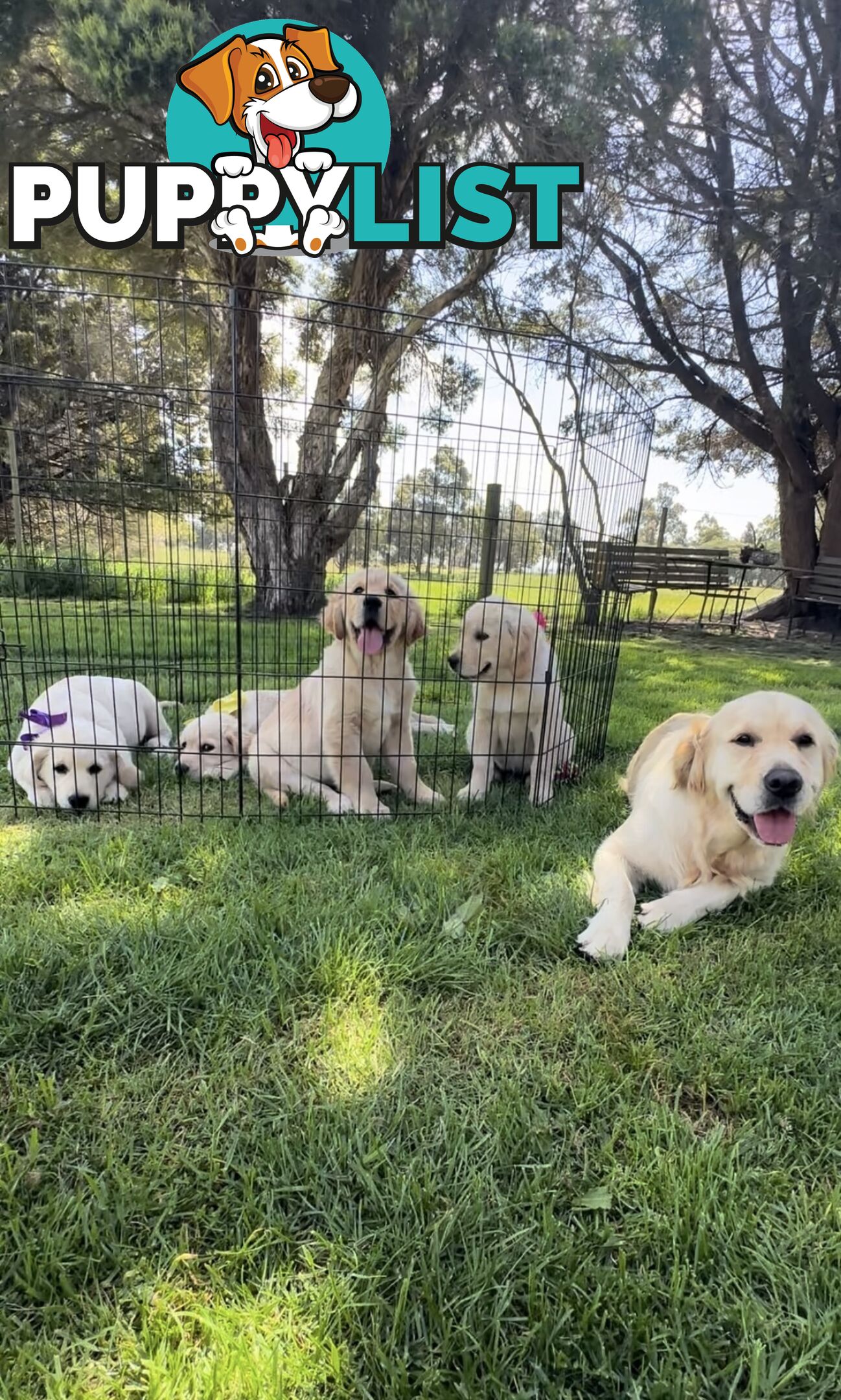 Pedigree papered Golden Retriever Puppies