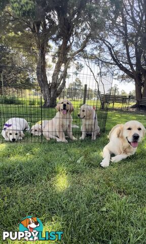 Pedigree papered Golden Retriever Puppies