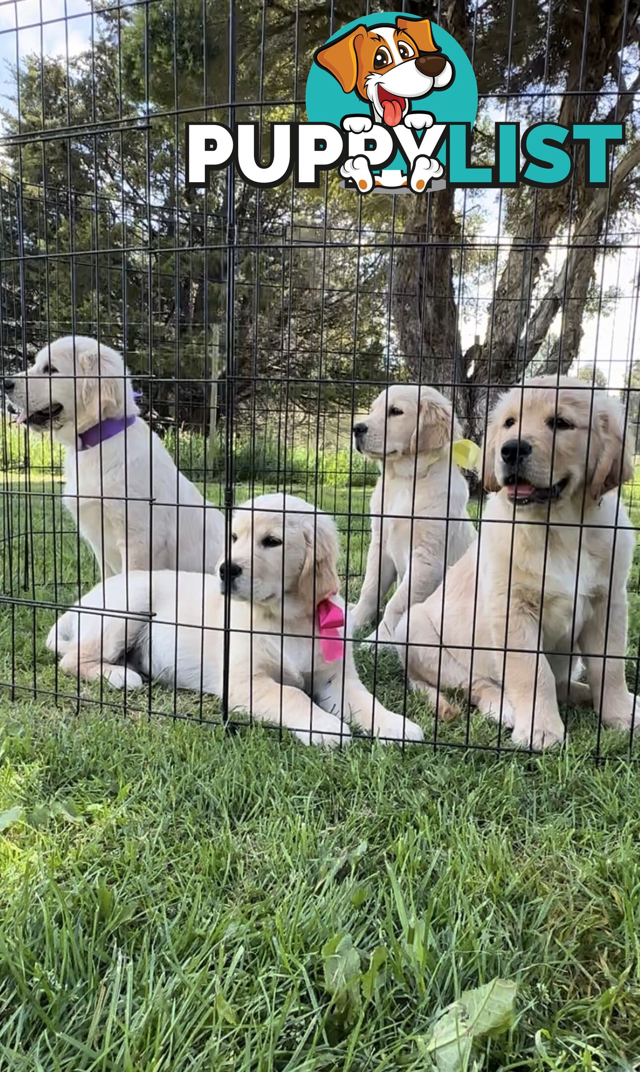 Pedigree papered Golden Retriever Puppies