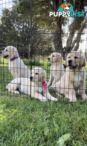 Pedigree papered Golden Retriever Puppies