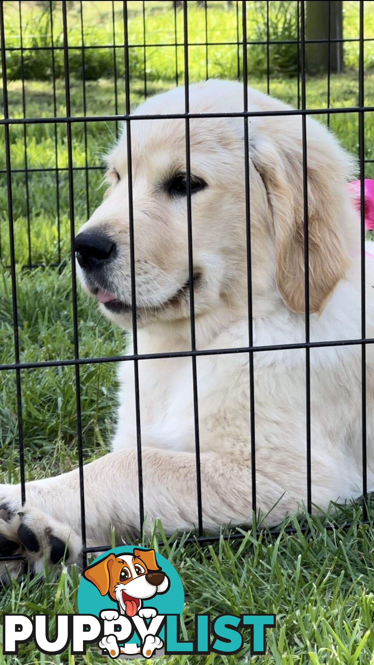 Pedigree papered Golden Retriever Puppies