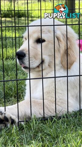 Pedigree papered Golden Retriever Puppies