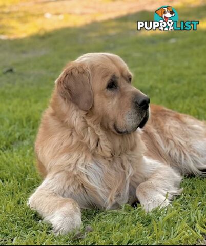 Pedigree papered Golden Retriever Puppies