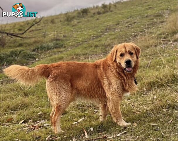 Pedigree papered Golden Retriever Puppies