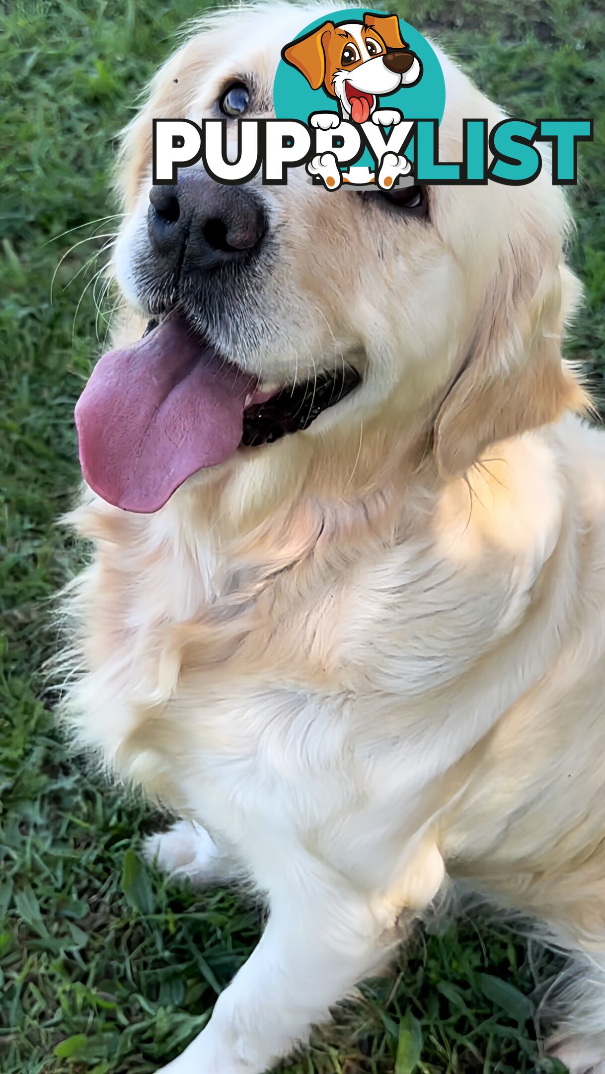 Pedigree papered Golden Retriever Puppies