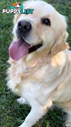 Pedigree papered Golden Retriever Puppies