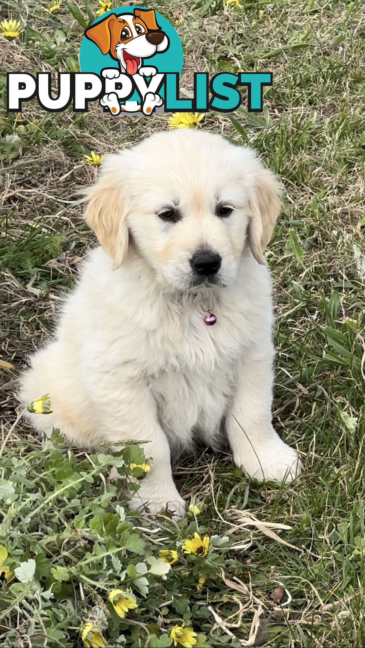 White fluffy golden retriever puppies