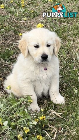 White fluffy golden retriever puppies