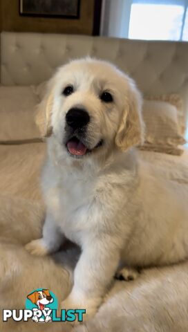 White fluffy golden retriever puppies