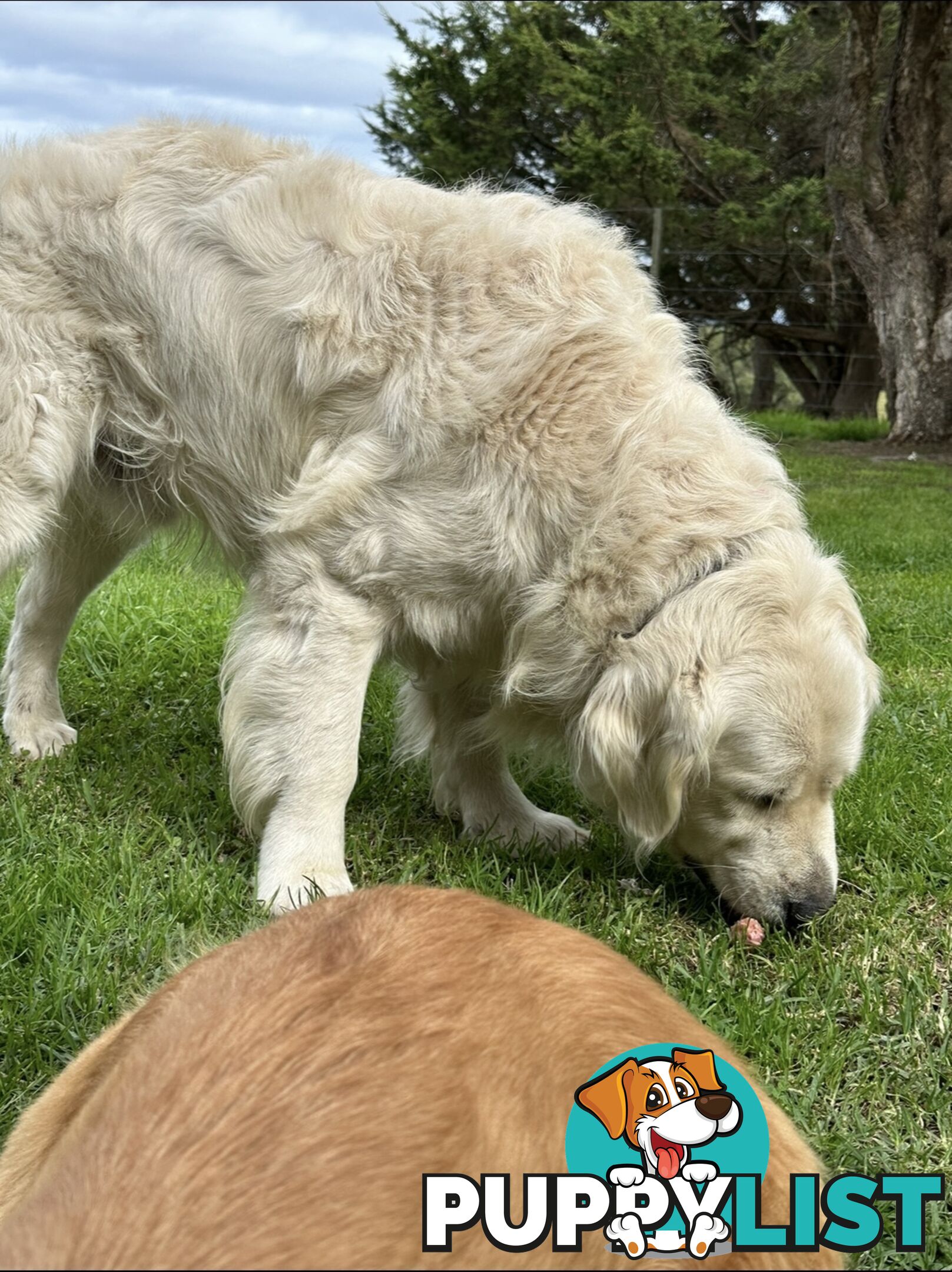 White fluffy golden retriever puppies