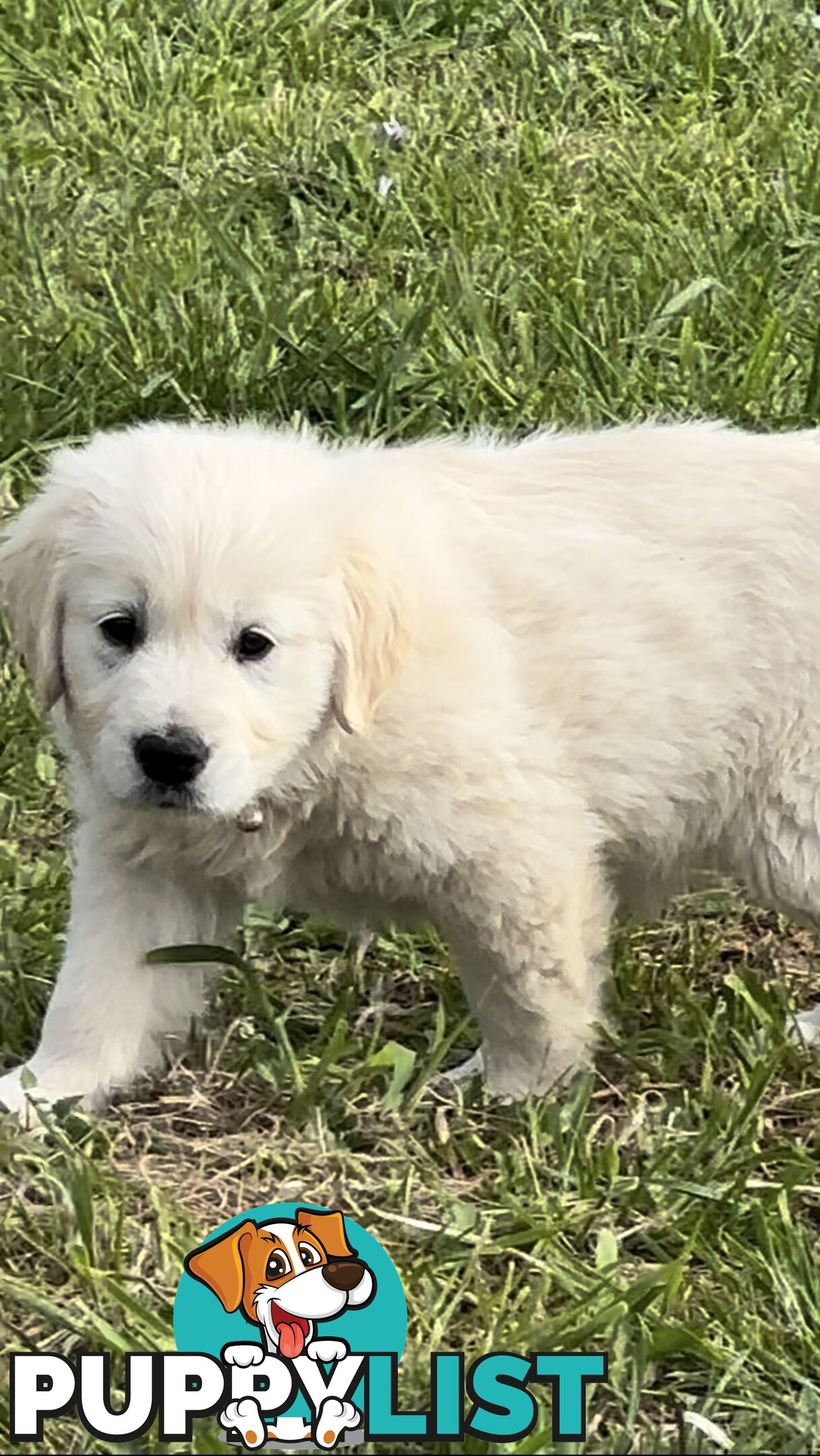 White fluffy golden retriever puppies