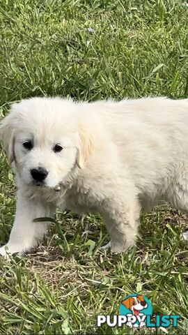 White fluffy golden retriever puppies