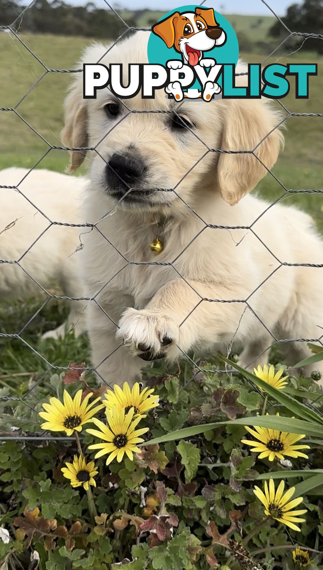 White fluffy golden retriever puppies