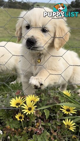 White fluffy golden retriever puppies