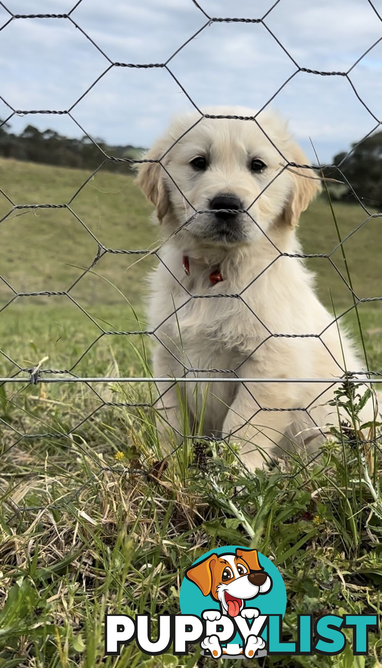 White fluffy golden retriever puppies