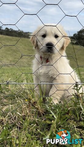 White fluffy golden retriever puppies