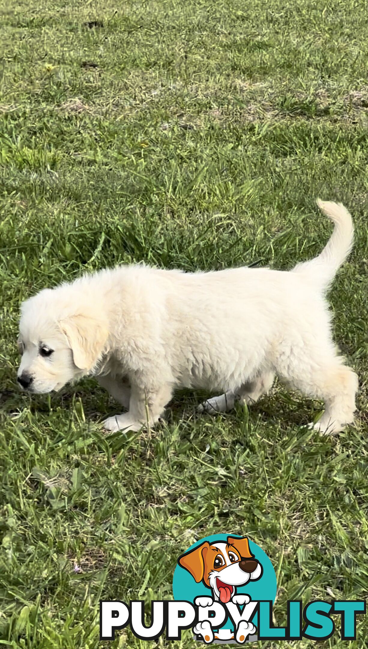 White fluffy golden retriever puppies