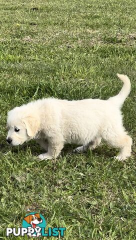 White fluffy golden retriever puppies