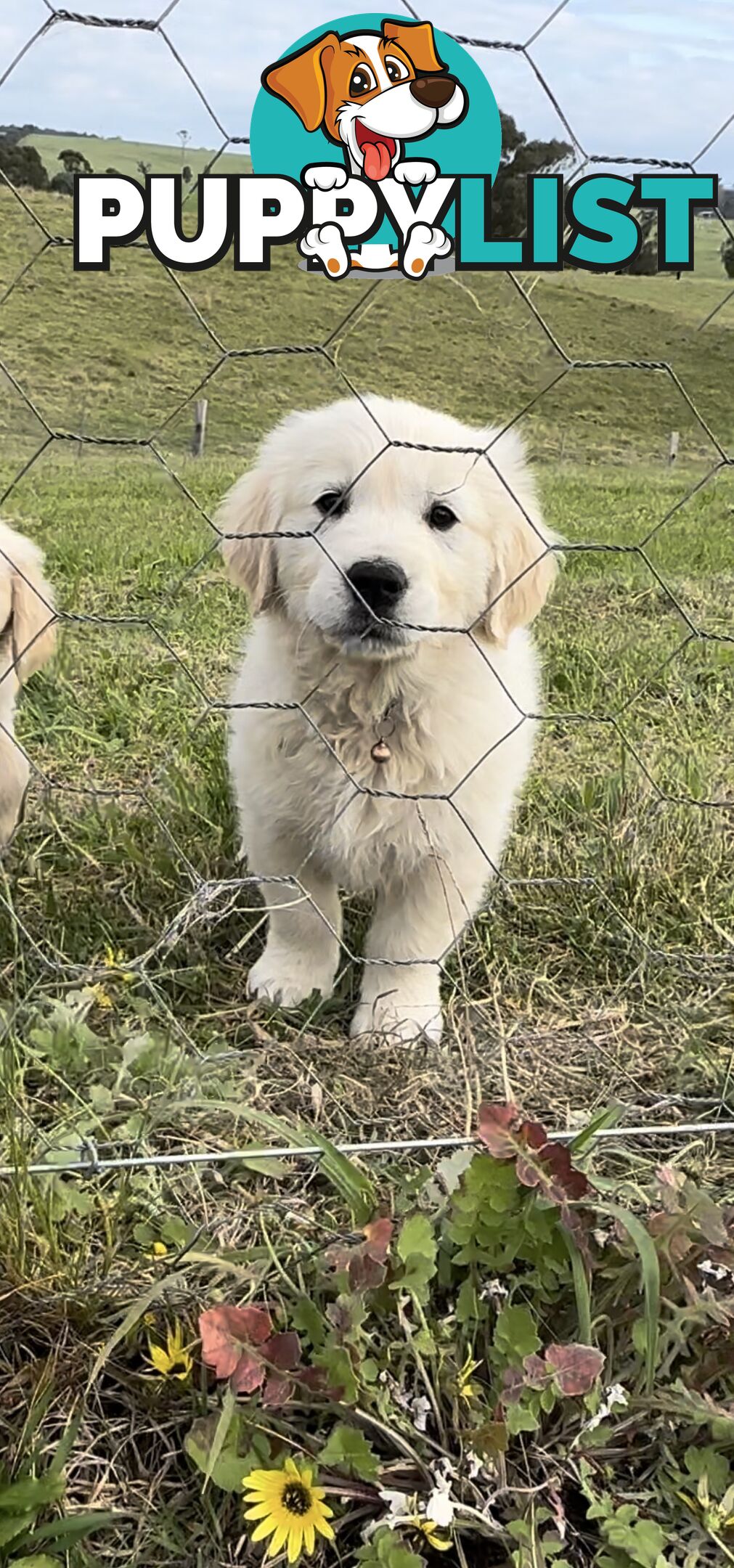 White fluffy golden retriever puppies