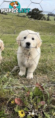 White fluffy golden retriever puppies