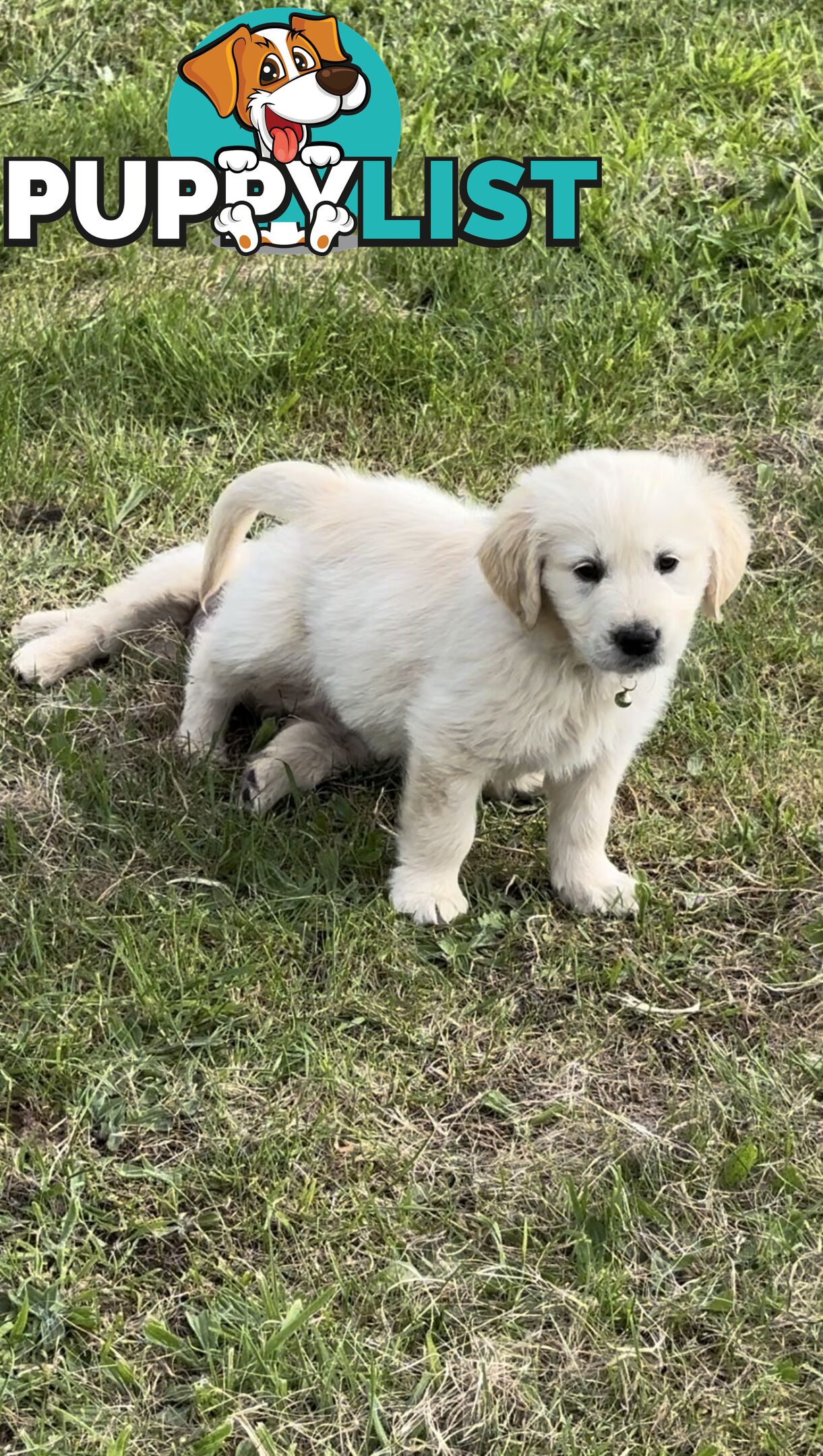 White fluffy golden retriever puppies