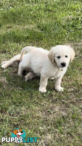 White fluffy golden retriever puppies